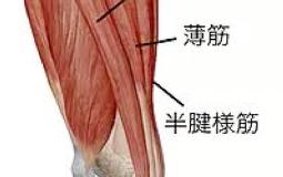 膝の内側のやや下側が痛い方（鵞足炎）